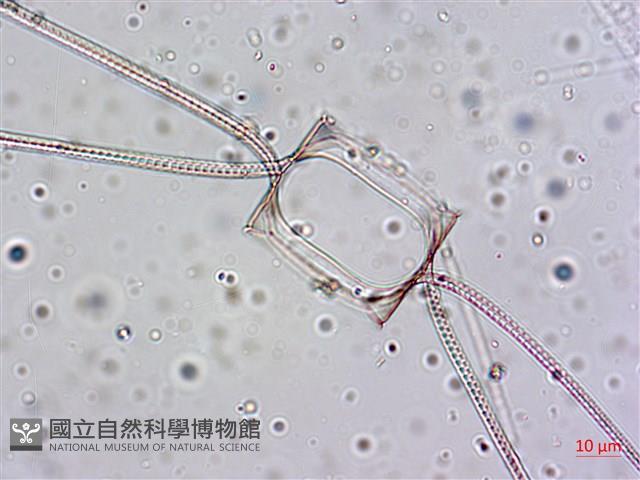 館號:A00004642藏品圖，第45張
