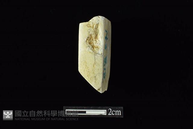 錛鑿形器藏品圖，第4張