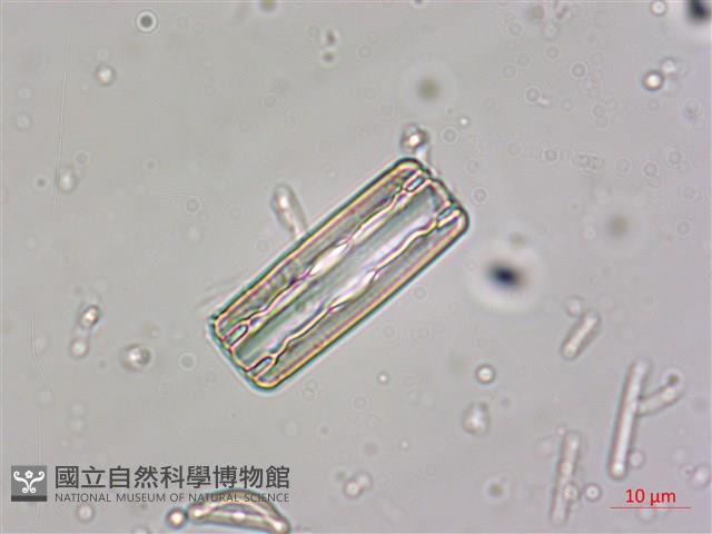 登錄號:A00004532藏品圖，第6張