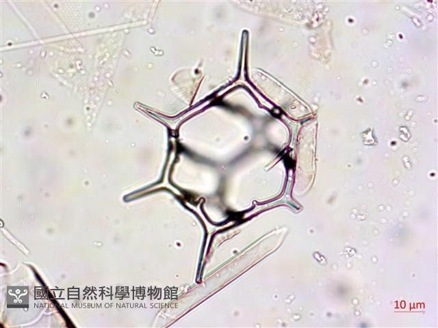登錄號:A00004652藏品圖，第9張