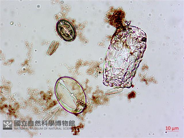 登錄號:A00004552藏品圖，第6張