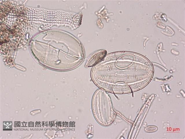 登錄號:A00004522藏品圖，第6張