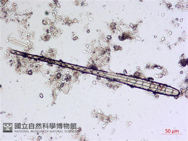 登錄號:A00004542藏品圖，第6張