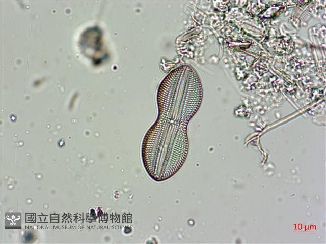 登錄號:A00004562藏品圖，第6張