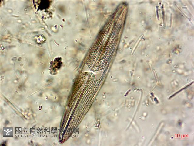 登錄號:A00004602藏品圖，第9張