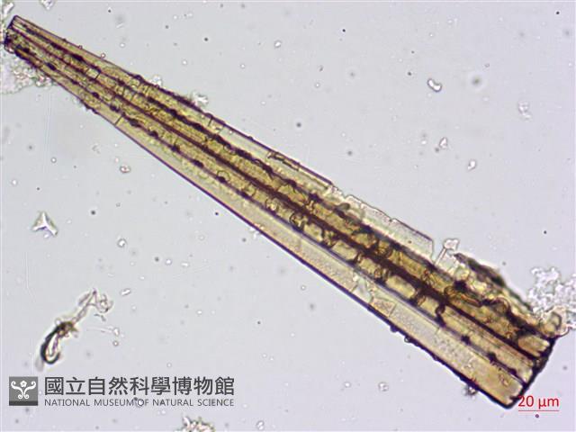 登錄號:A00004482藏品圖，第6張