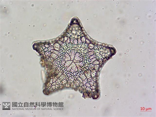 登錄號:A00004478藏品圖，第9張