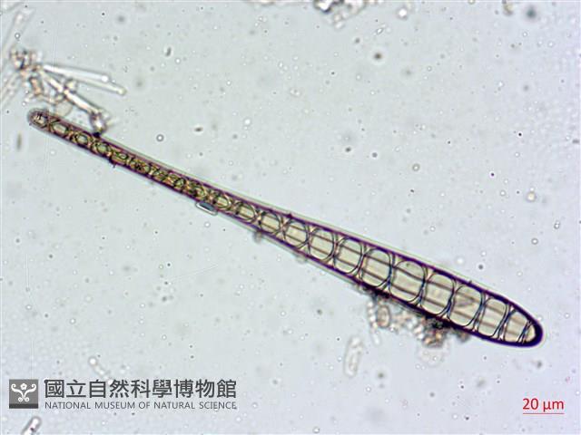 登錄號:A00004548藏品圖，第9張