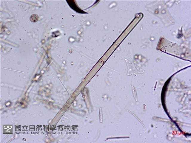 館號:A00004568藏品圖，第9張