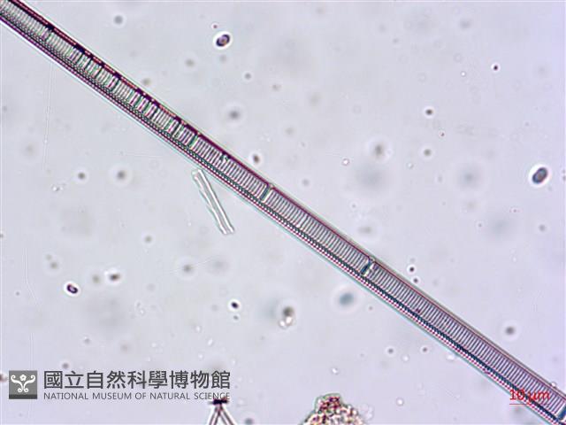登錄號:A00004659藏品圖，第9張