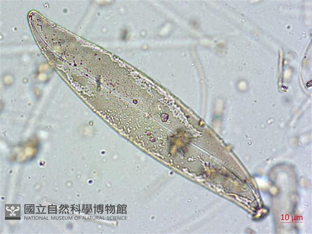 登錄號:A00004589藏品圖，第9張
