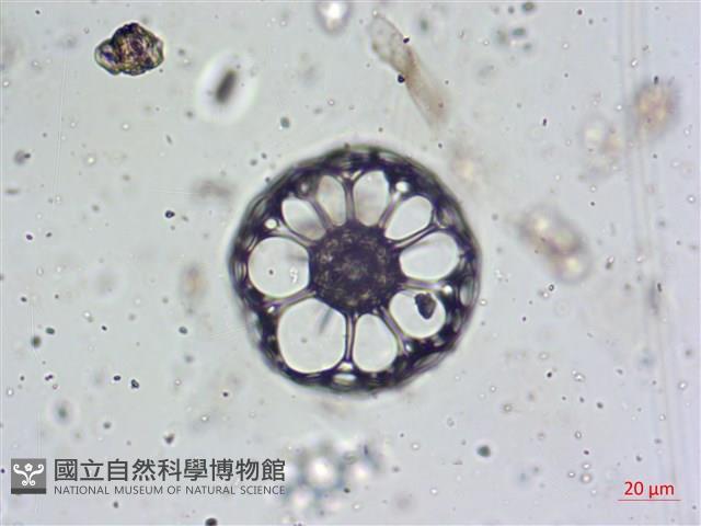 登錄號:A00004656藏品圖，第9張
