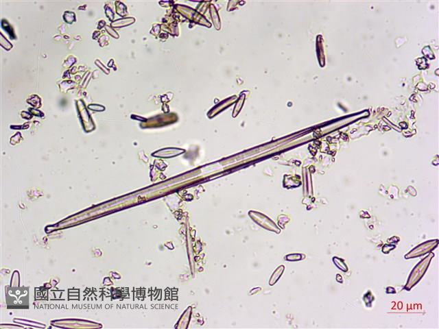 登錄號:A00004606藏品圖，第9張