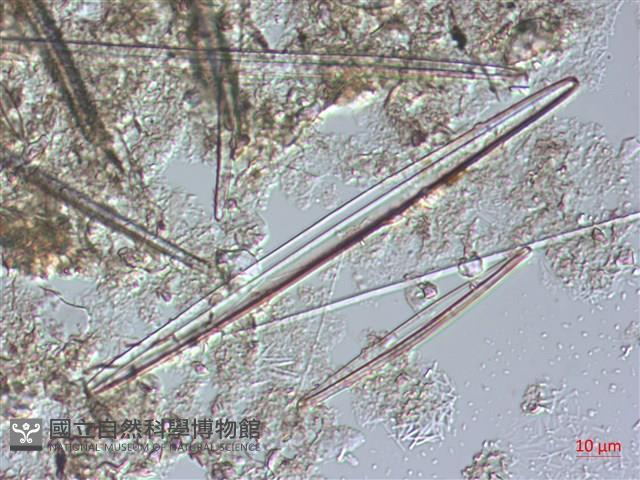 登錄號:A00004486藏品圖，第6張