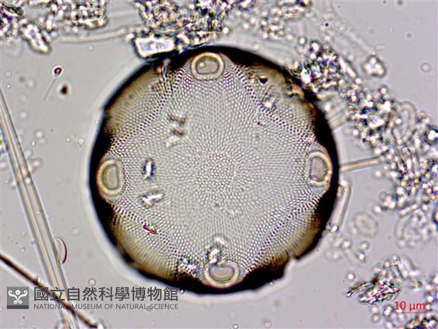 登錄號:A00004564藏品圖，第6張