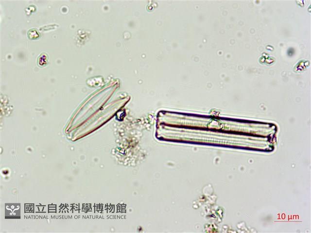 登錄號:A00004617藏品圖，第9張