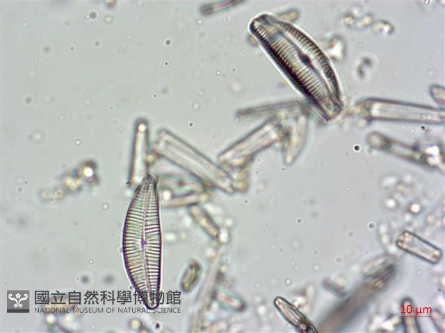 登錄號:A00004607藏品圖，第9張