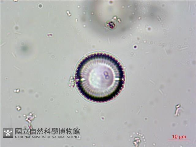 登錄號:A00004615藏品圖，第9張