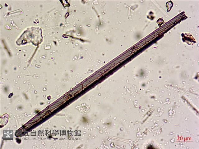 登錄號:A00004605藏品圖，第9張