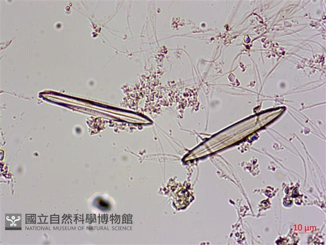 登錄號:A00004585藏品圖，第6張