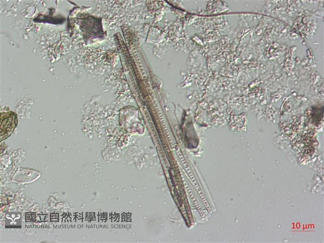 登錄號:A00004485藏品圖，第6張