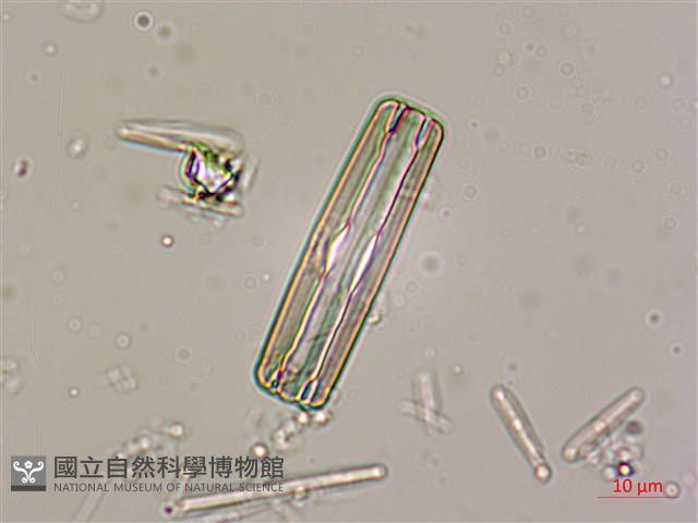 登錄號:A00004531藏品圖，第6張