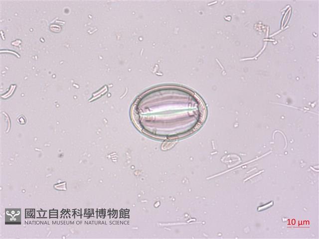 登錄號:A00004521藏品圖，第6張