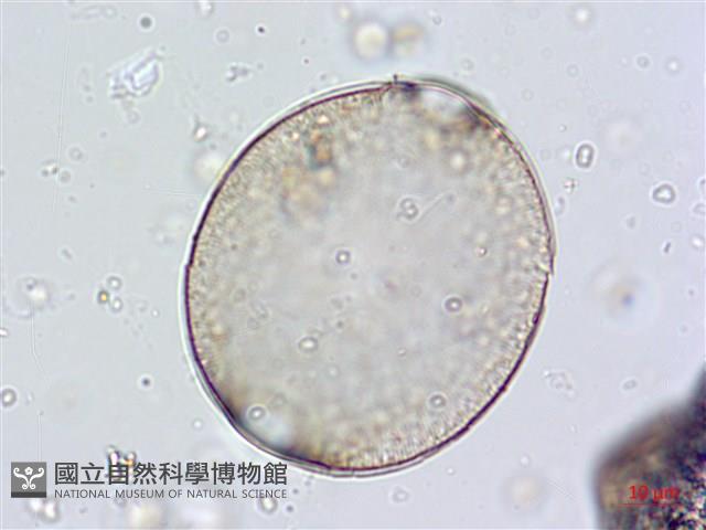 登錄號:A00004661藏品圖，第6張