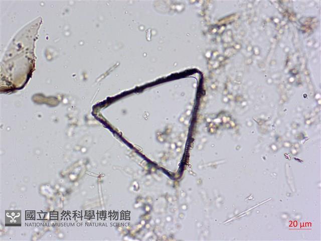 登錄號:A00004561藏品圖，第7張