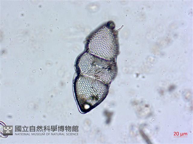 登錄號:A00004530藏品圖，第6張
