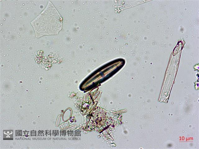 館號:A00004550藏品圖，第6張