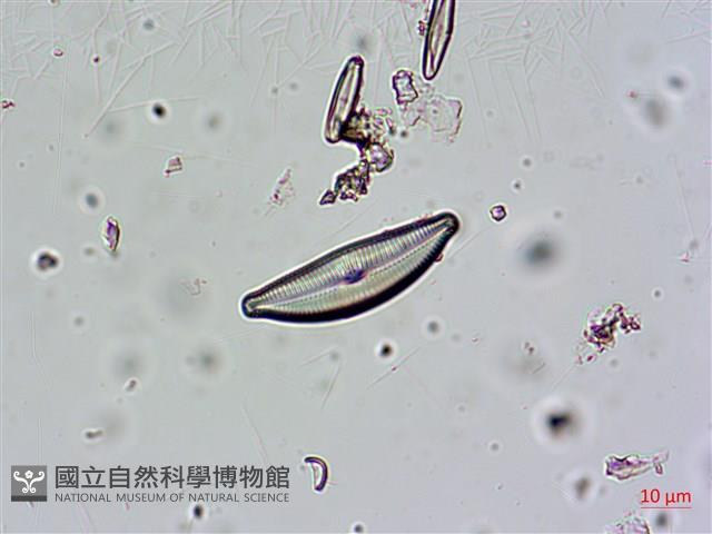 登錄號:A00004670藏品圖，第6張