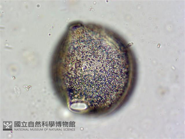 登錄號:A00004660藏品圖，第6張