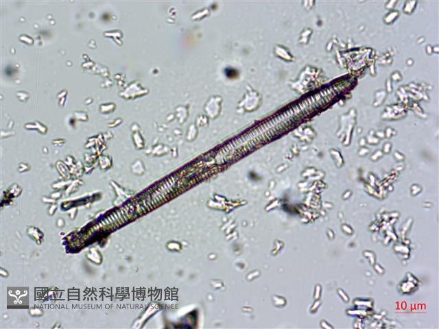 登錄號:A00004673藏品圖，第9張