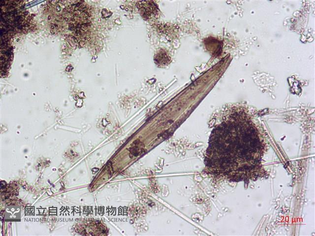 登錄號:A00004643藏品圖，第9張
