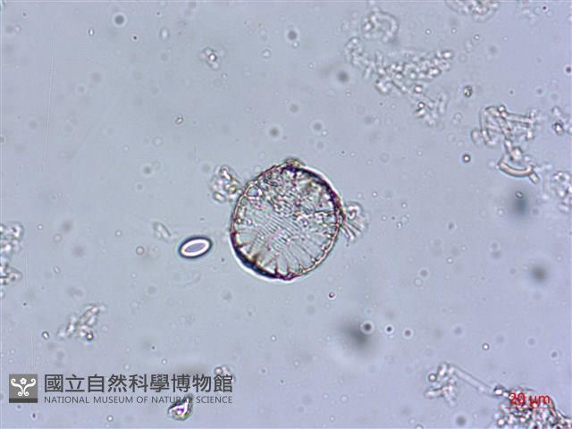 登錄號:A00004543藏品圖，第6張