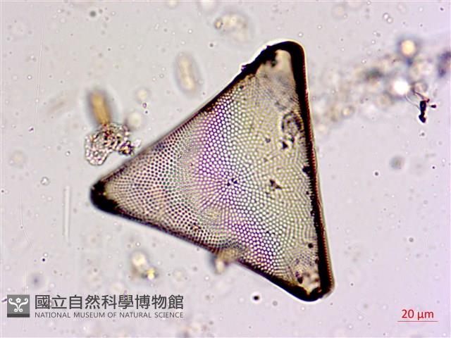 登錄號:A00004563藏品圖，第6張