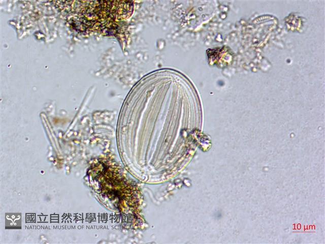 登錄號:A00004483藏品圖，第6張