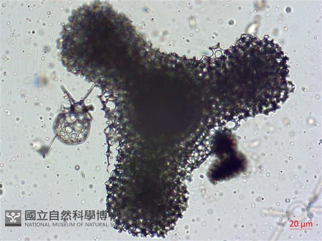 館號:A00004642藏品圖，第20張