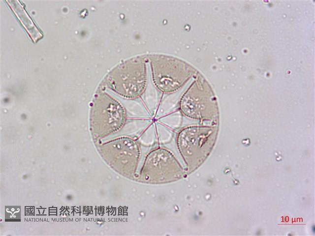登錄號:A00004656藏品圖，第19張