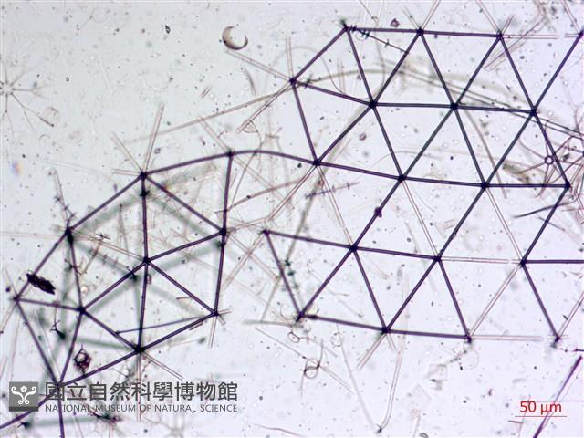 登錄號:A00004654藏品圖，第19張