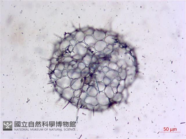 登錄號:A00004655藏品圖，第18張