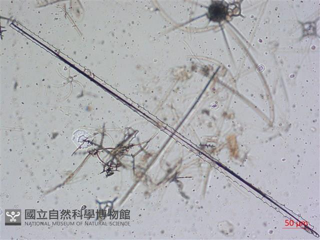 館號:A00004642藏品圖，第40張