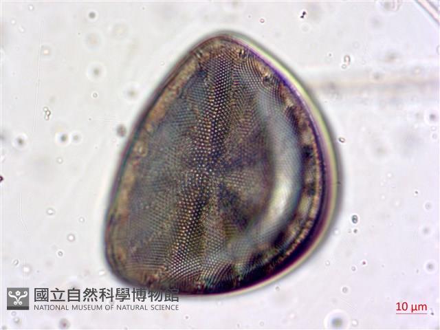 登錄號:A00004656藏品圖，第23張