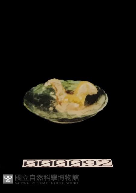 動物盤藏品圖，第1張