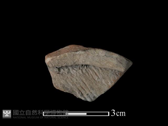 陶片藏品圖，第2張