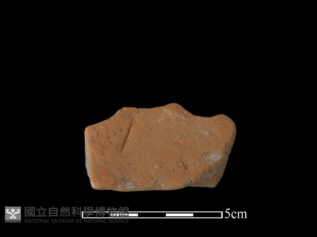 豆形器藏品圖，第1張