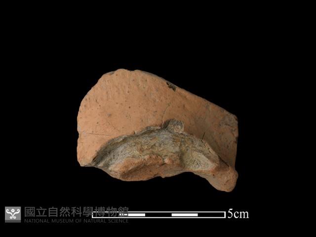 豆形器藏品圖，第2張