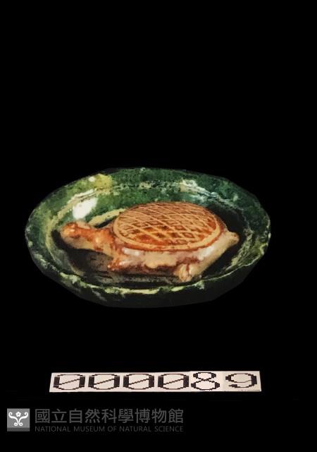 動物盤藏品圖，第1張