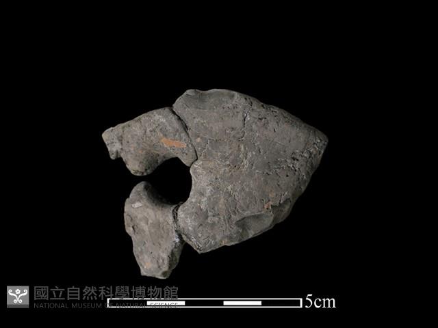 豆形器藏品圖，第1張